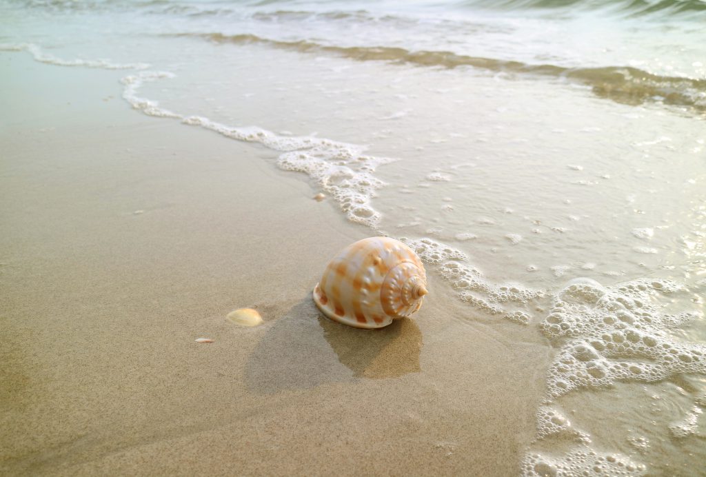 Hunt for Seashells on Holden Beach