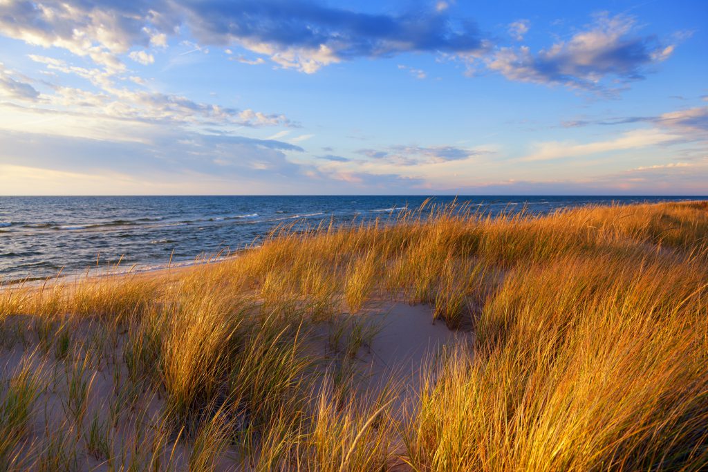 Gold hued dune grass reflects the late day sun on ocean
